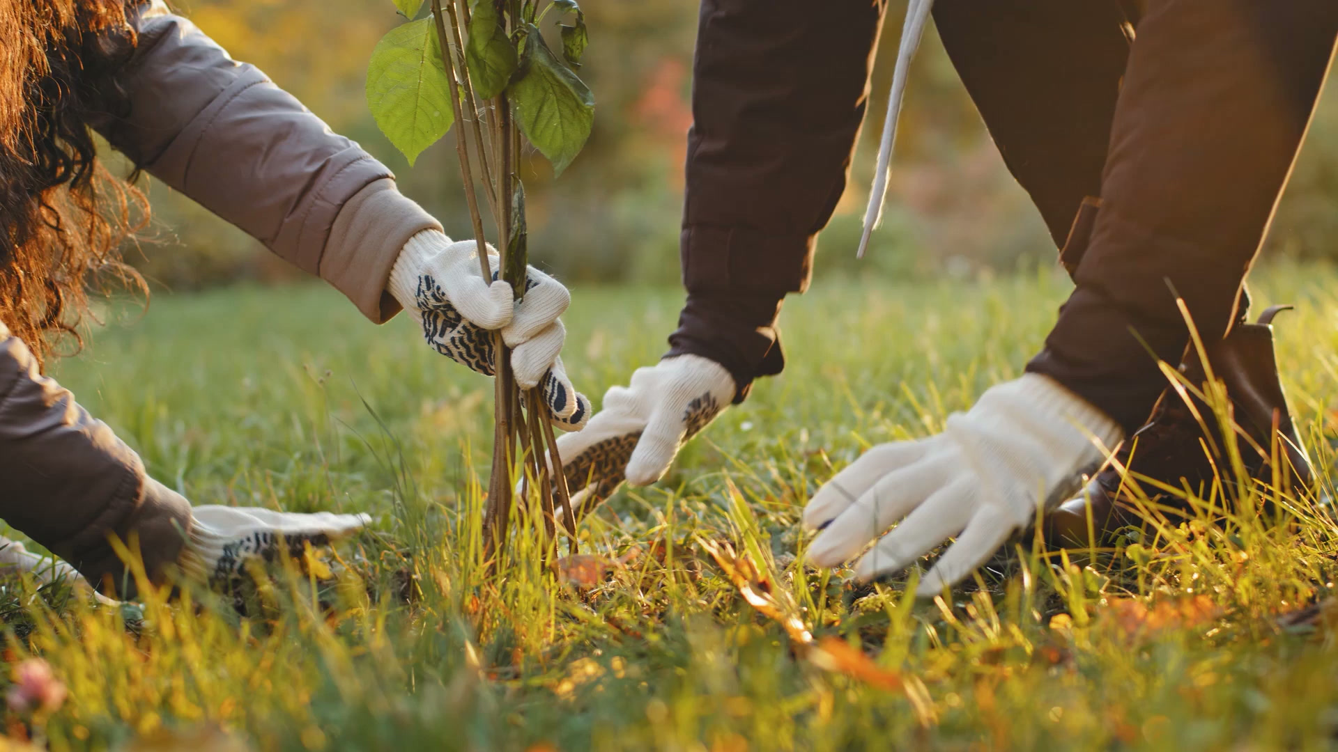 Personas plantando un árbol juntas